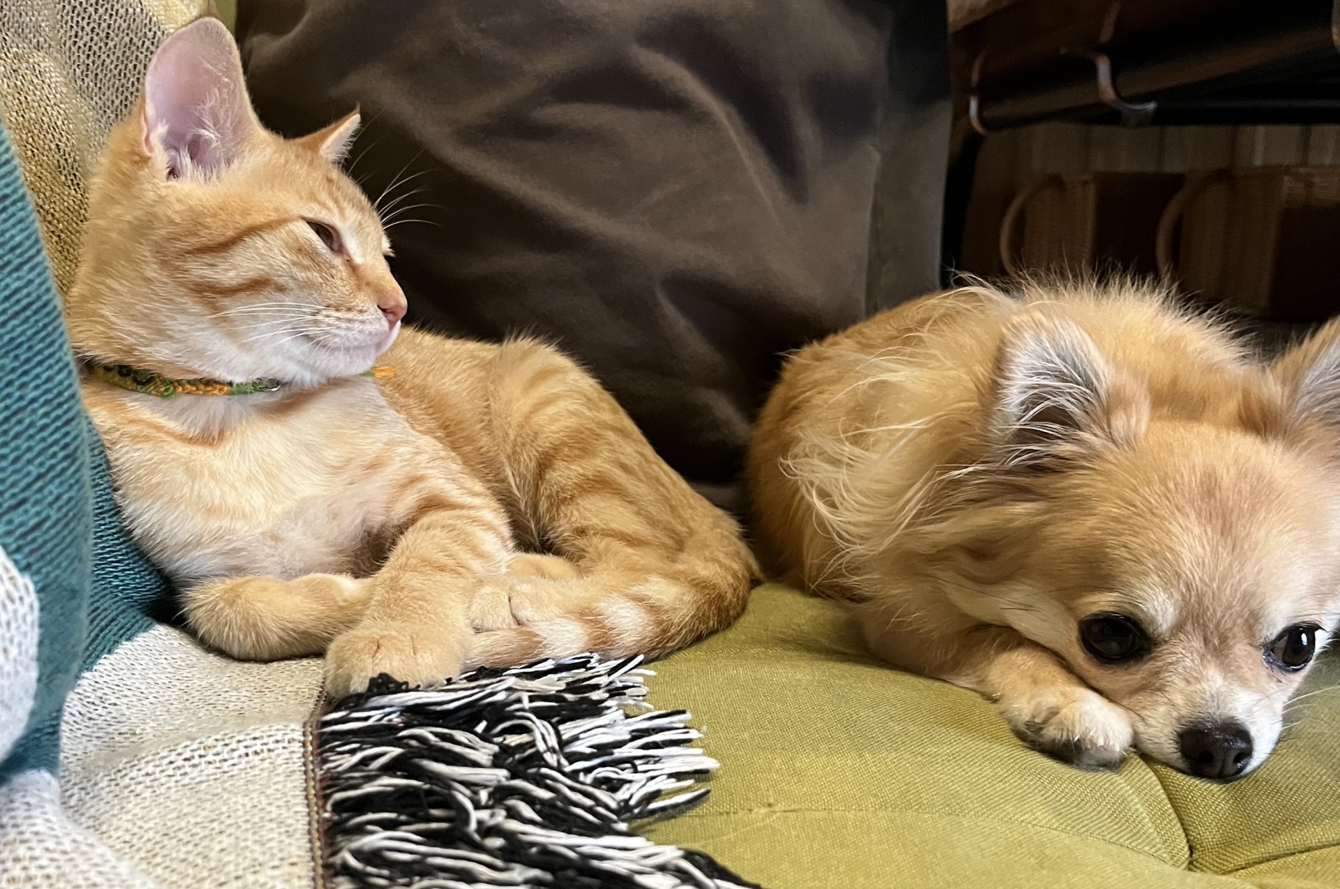 ペットの成長記録を残すメリット