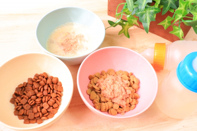 ペットの成長記録におすすめの方法